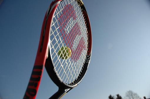 wilson-2259352_1280.jpg