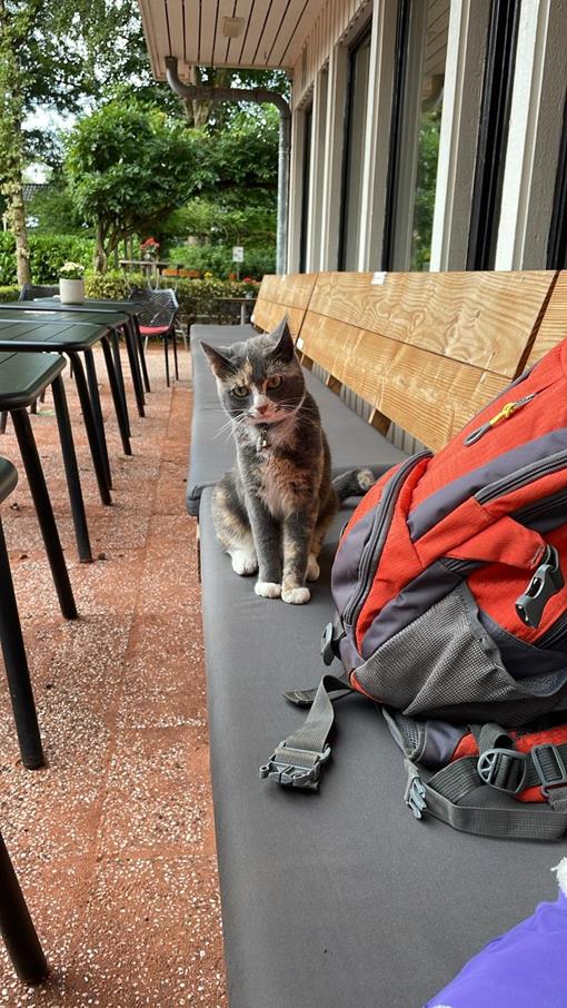 eefje de kat.jpg