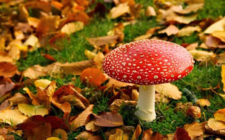 herfst.jpg