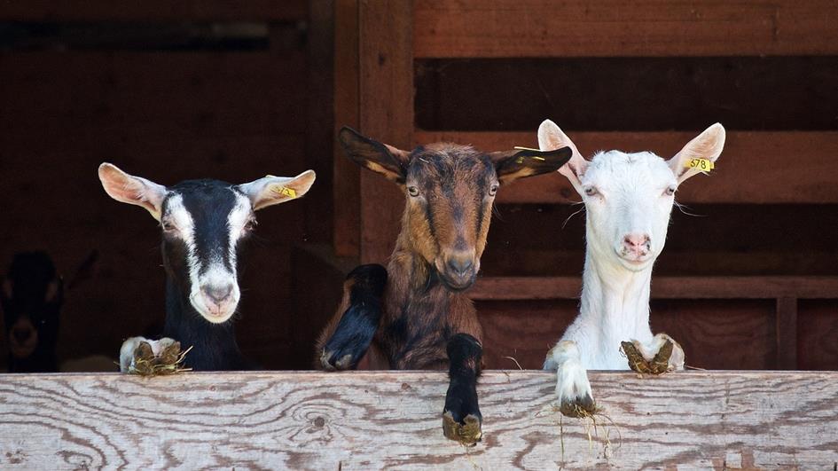 goats-2376144_1280.jpg