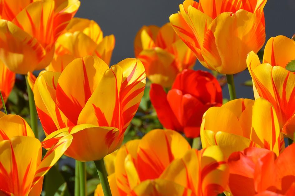 tulips-1261142_1280.jpg