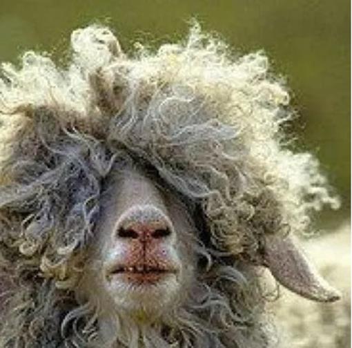 badhairday-schaap.jpg