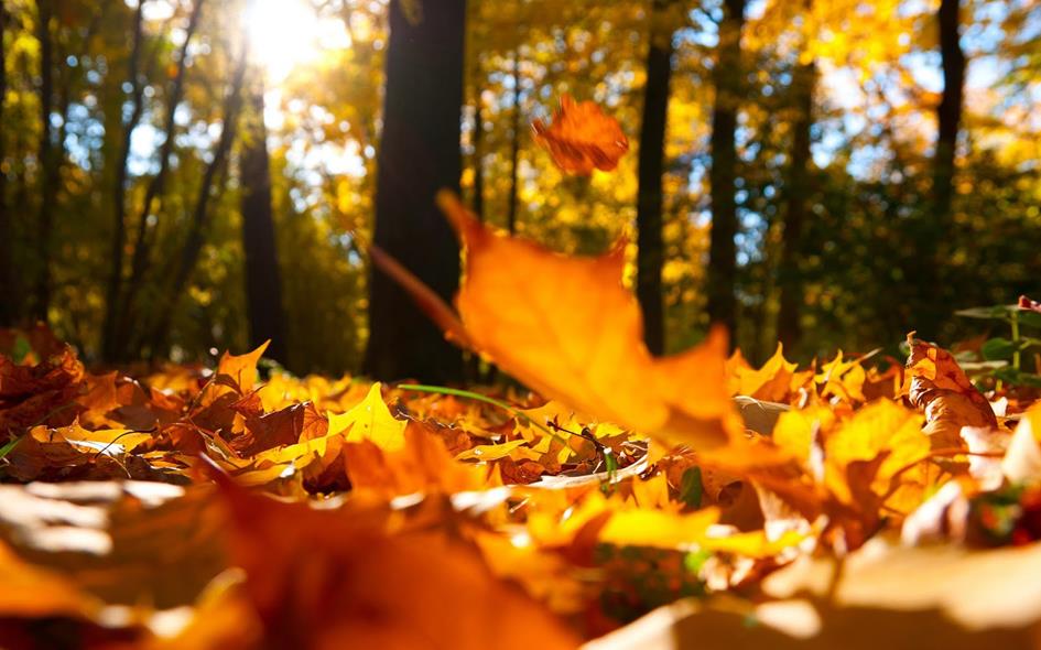 herfst-achtergronden-close-up-foto-van-oranje-herfstbladeren-op-de-grond-hd-herfst-wallpapers.jpg