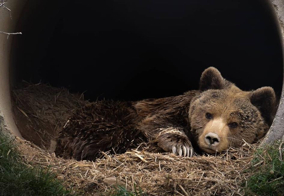 bear2.jpeg