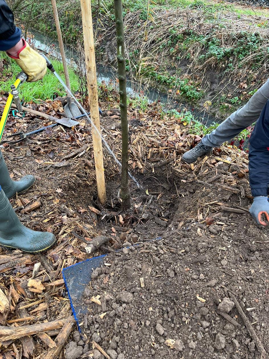 bomen planten 3.jpg