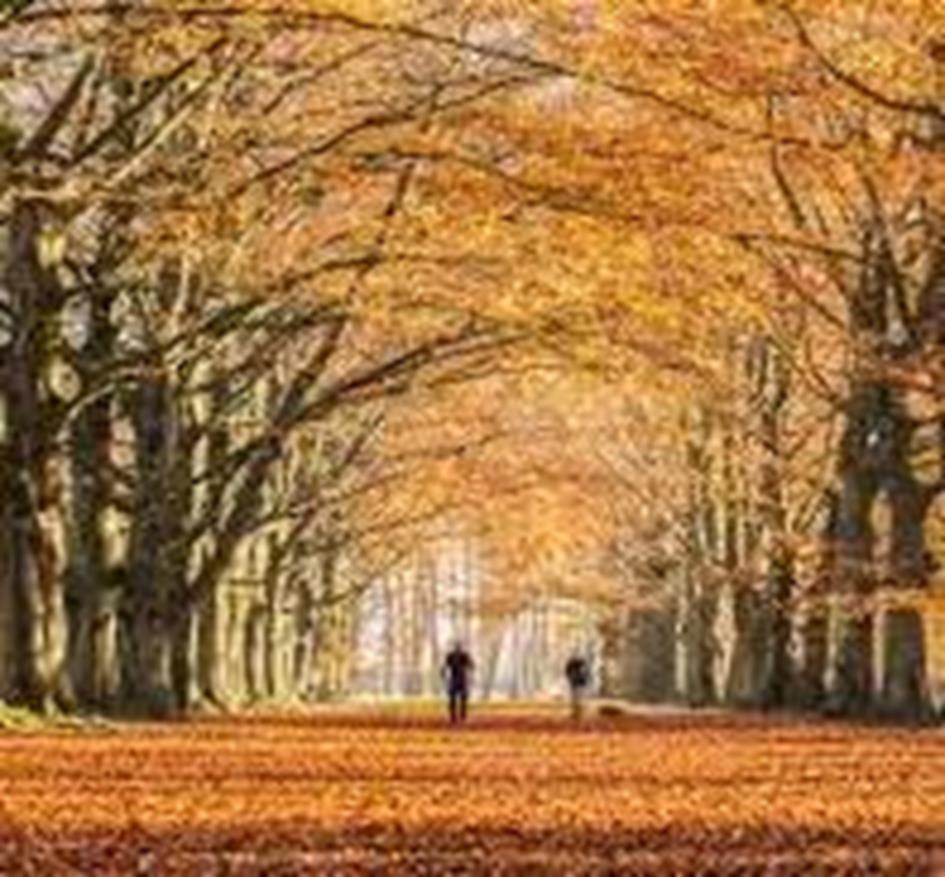 Herfstwandeling 2024.jpg