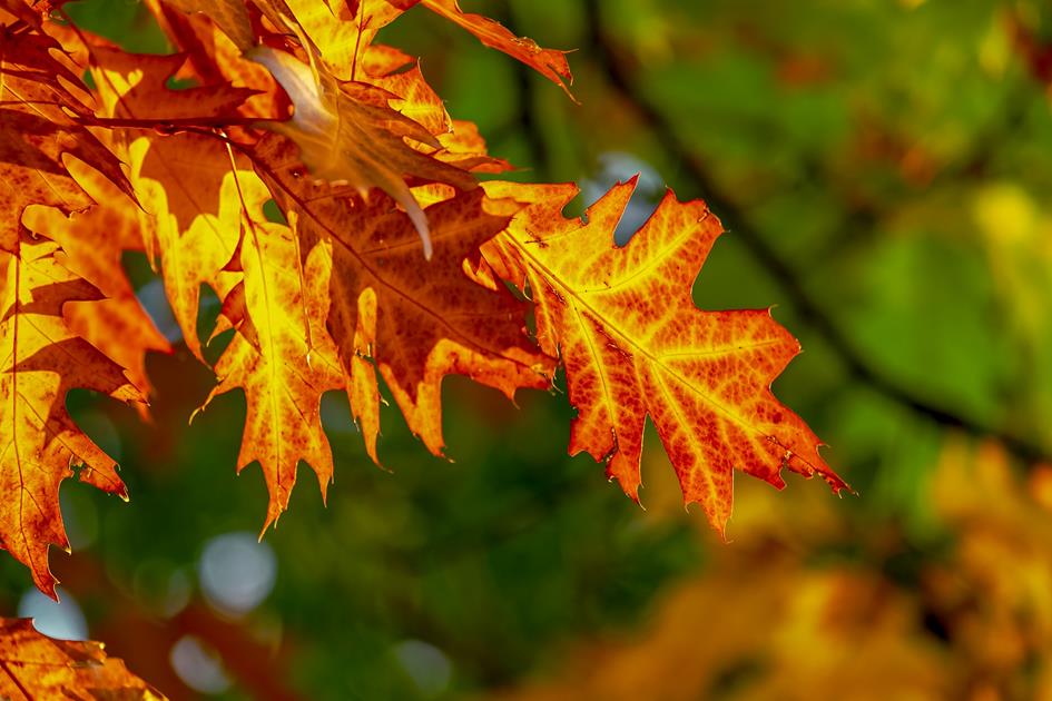 Pixabay_Bladeren vallen_Couleur_CC0.jpg