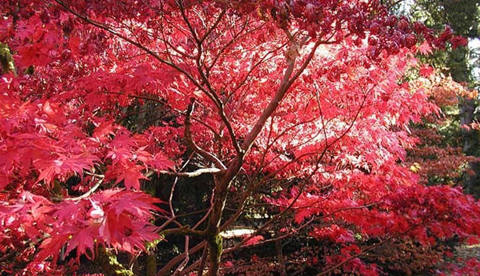 Autumnwestonbirt750pix nieuws.jpg