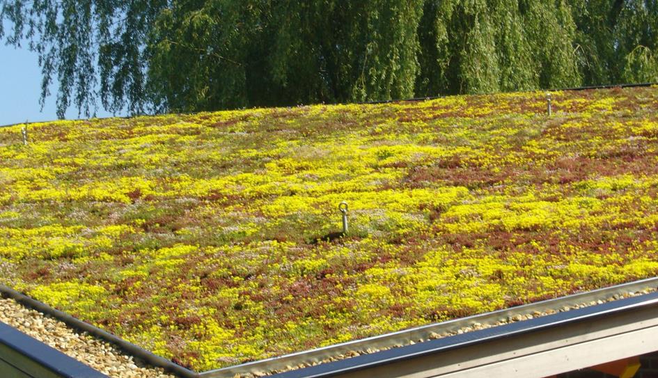 sedum.jpg