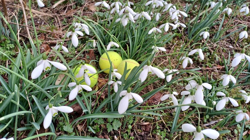 Sneeuwklokjes.jpg
