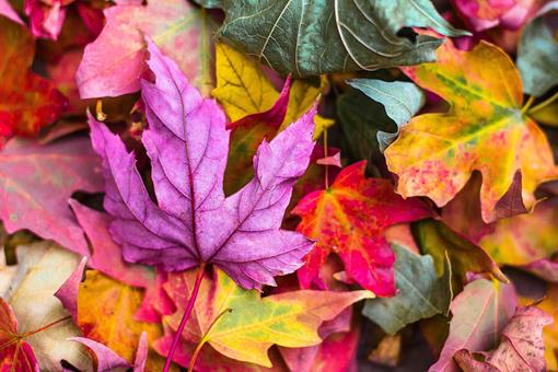 herfst.png